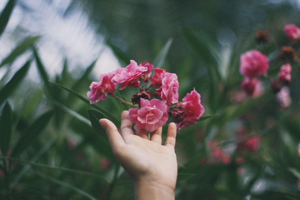 person touching red and pink petaled flowers