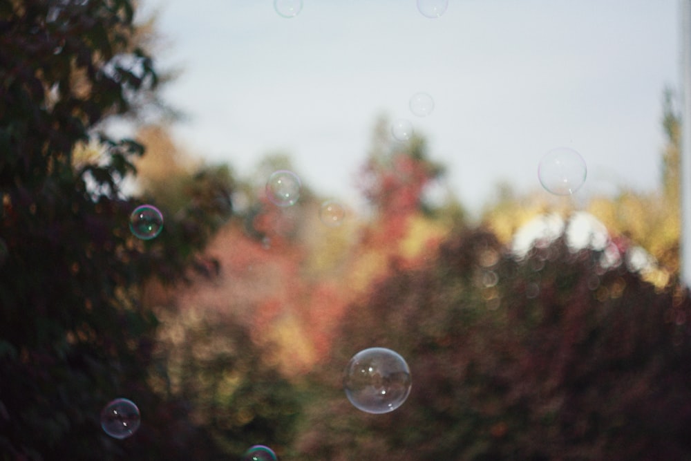 macro photography of baubles beside plant