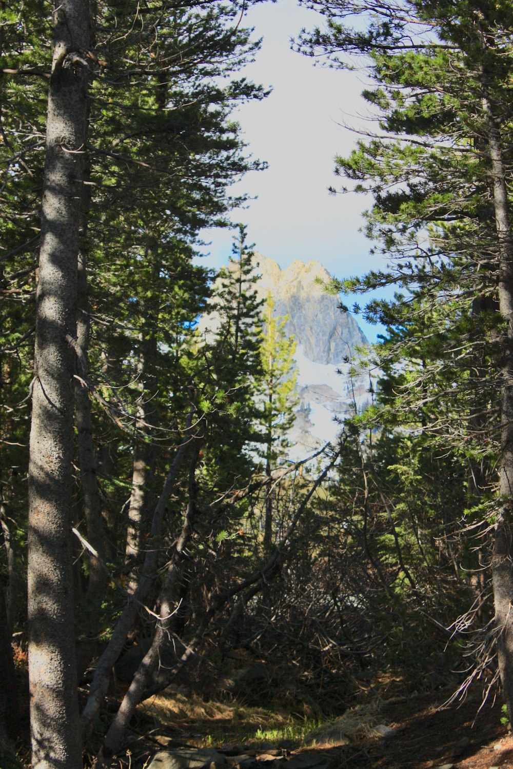 gray-and-green trees during daytime