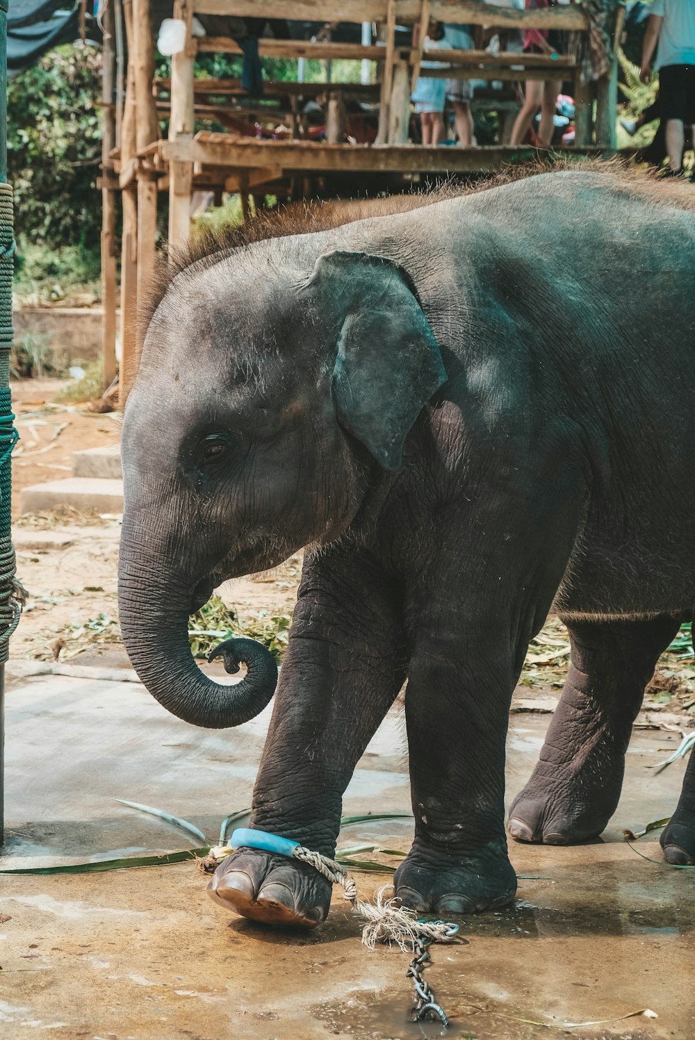 black baby elephant on road