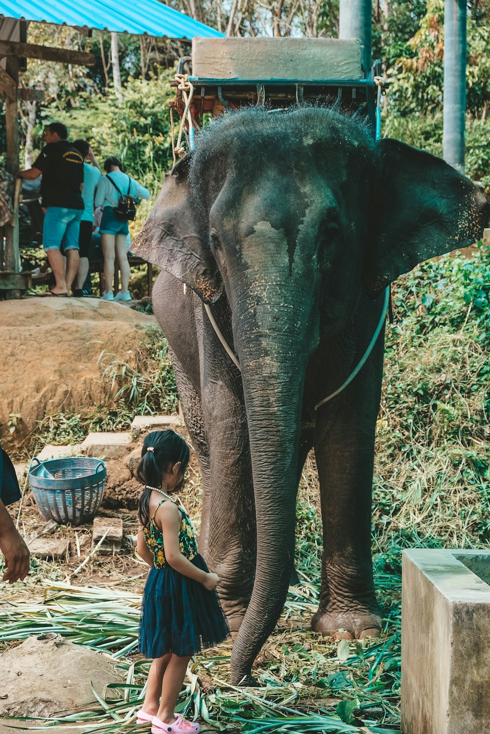 girl standing beside elephant
