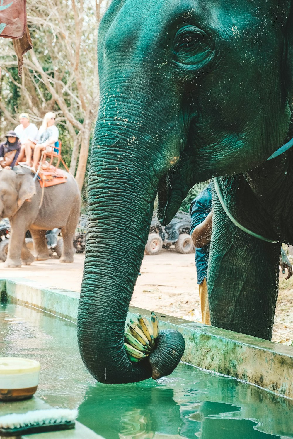 gray elephant eating banana