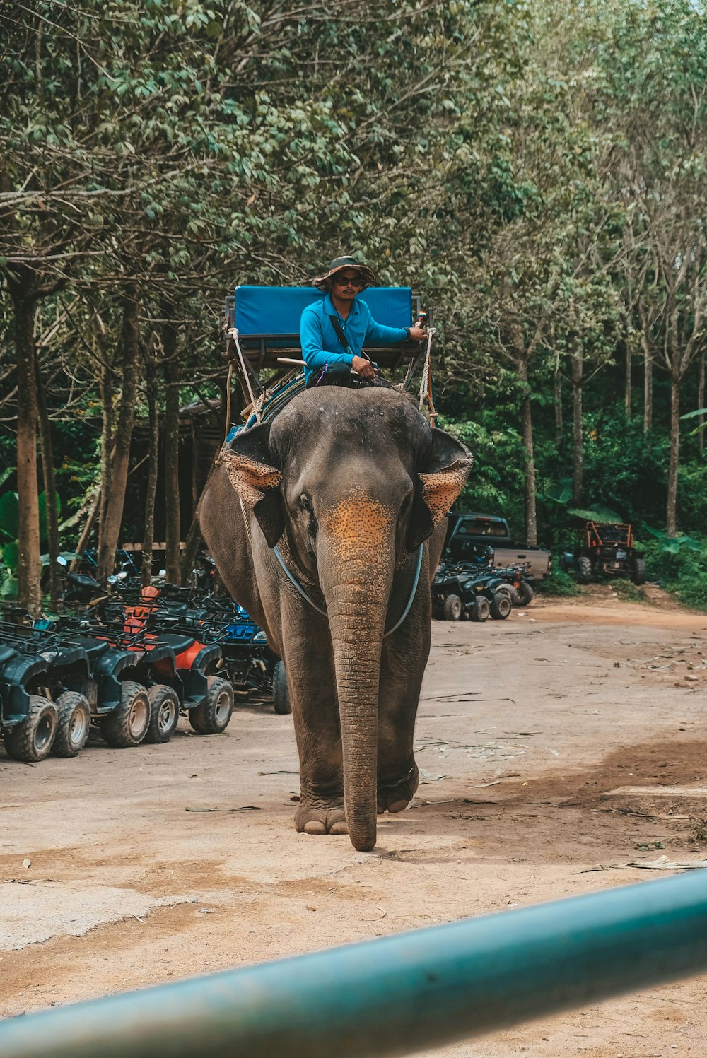 man riding elephant during daytime