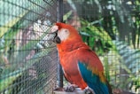 A vibrant parakeet perched on a natural wooden swing inside a bright cage.