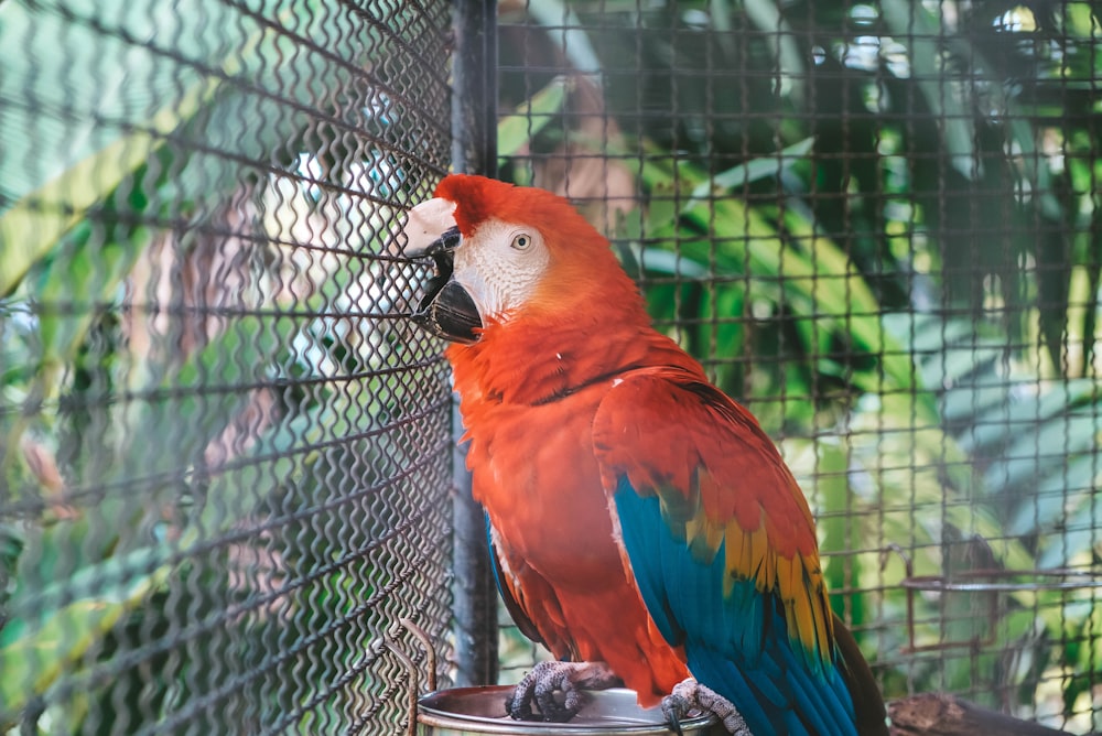 red and blue parrot inside cage