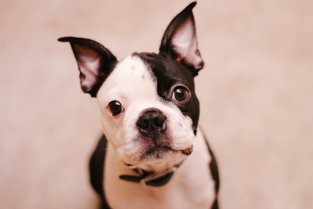 short-coated black and white dog