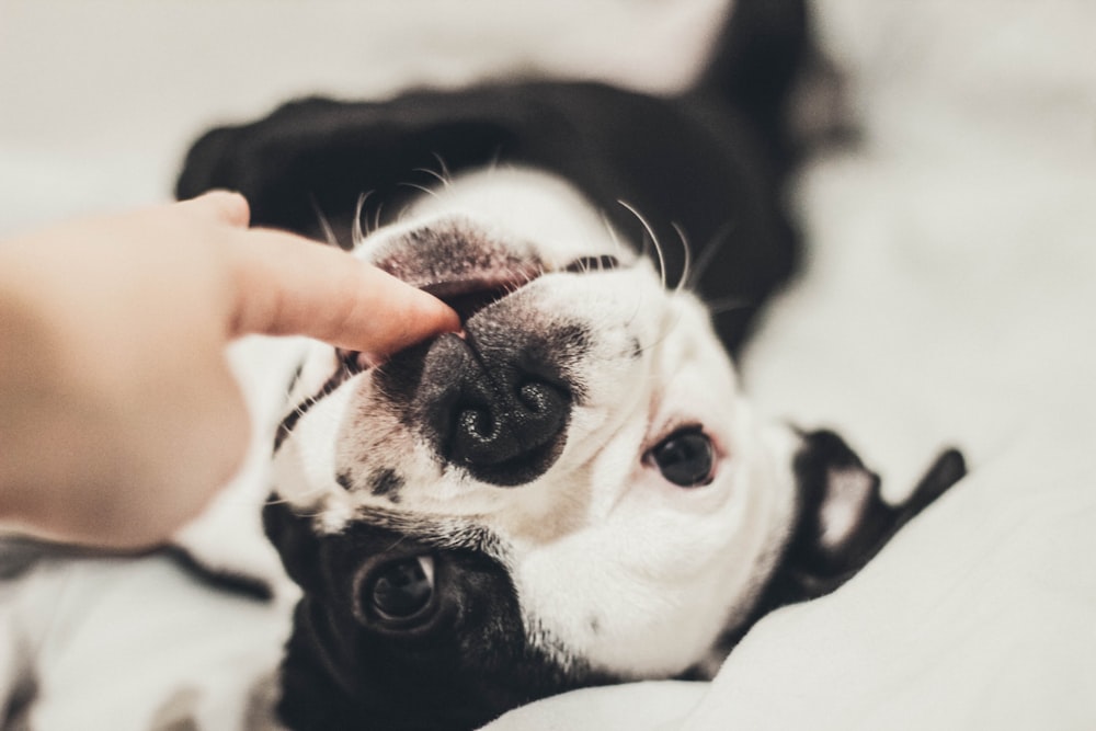 white and black dog biting person's finger