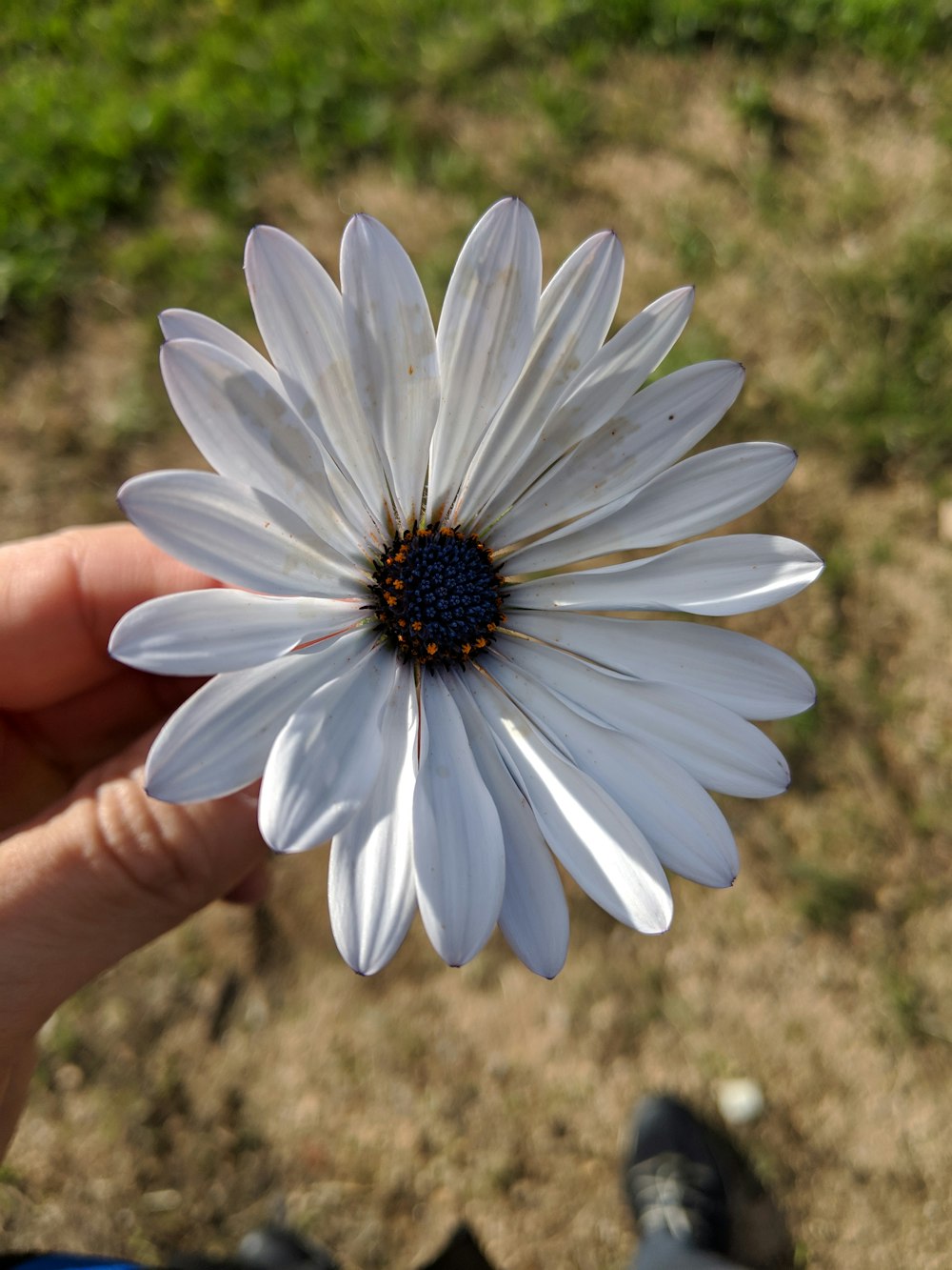 white petaled flower