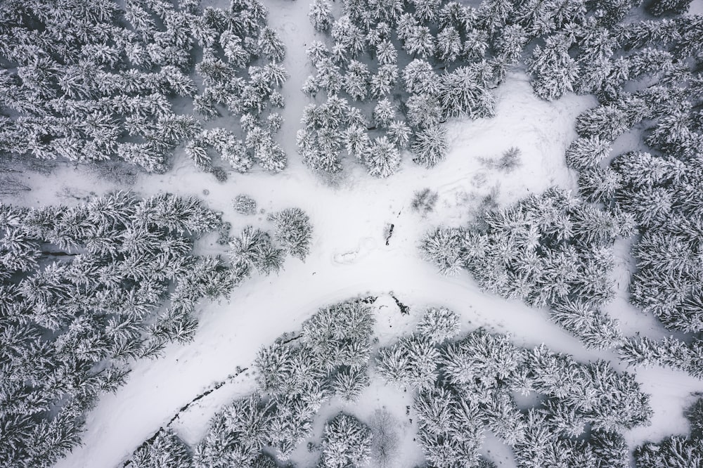 Luftaufnahmen von schneebedeckten Bäumen