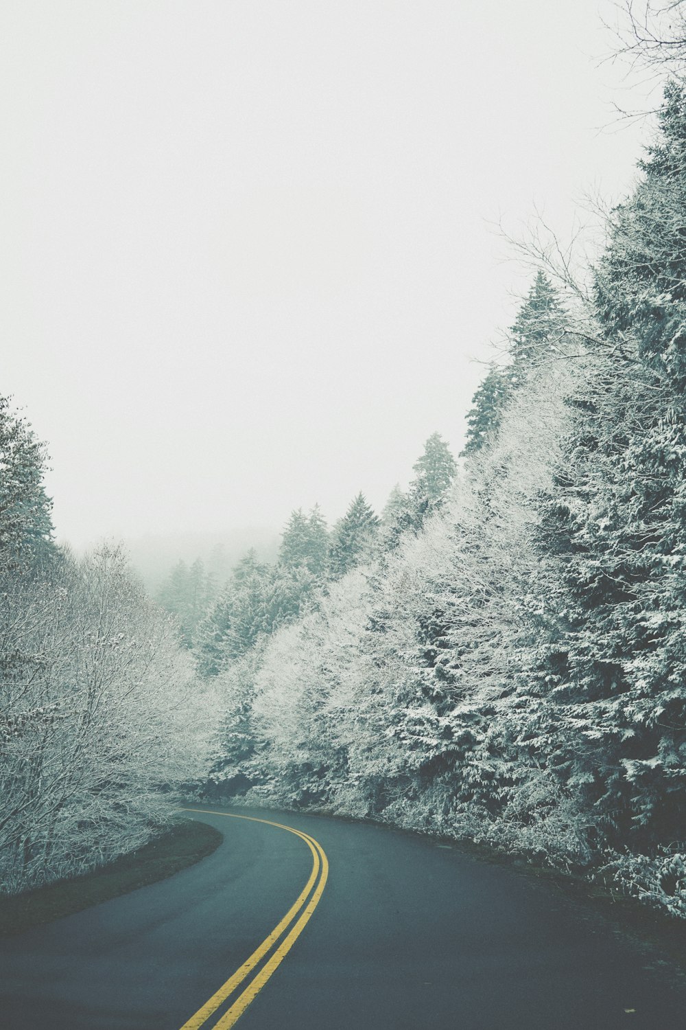 road between snow-covered trees during daytome