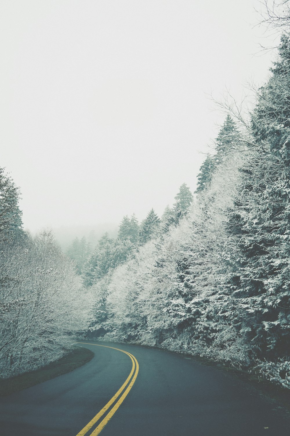 camino entre árboles cubiertos de nieve durante el día