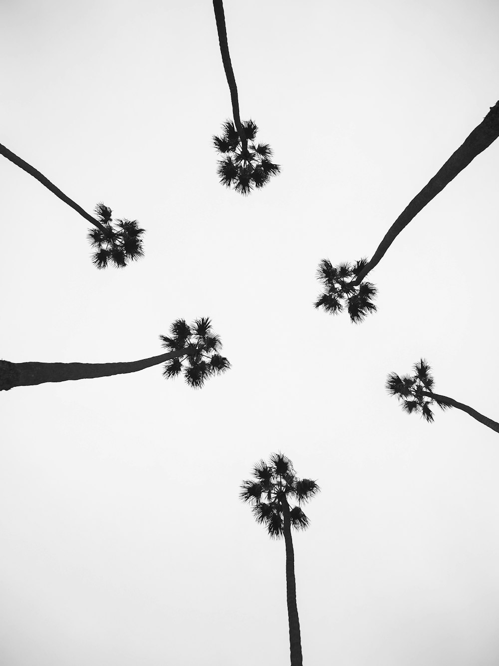 low angle photography of six trees