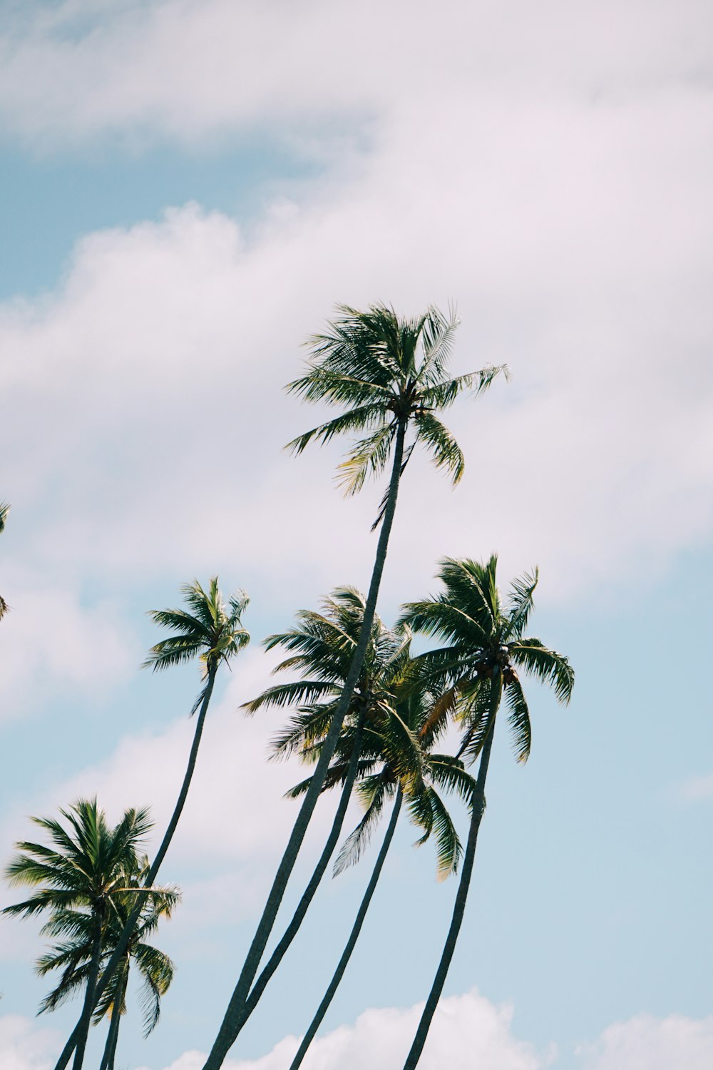 tall green coconut palm trees