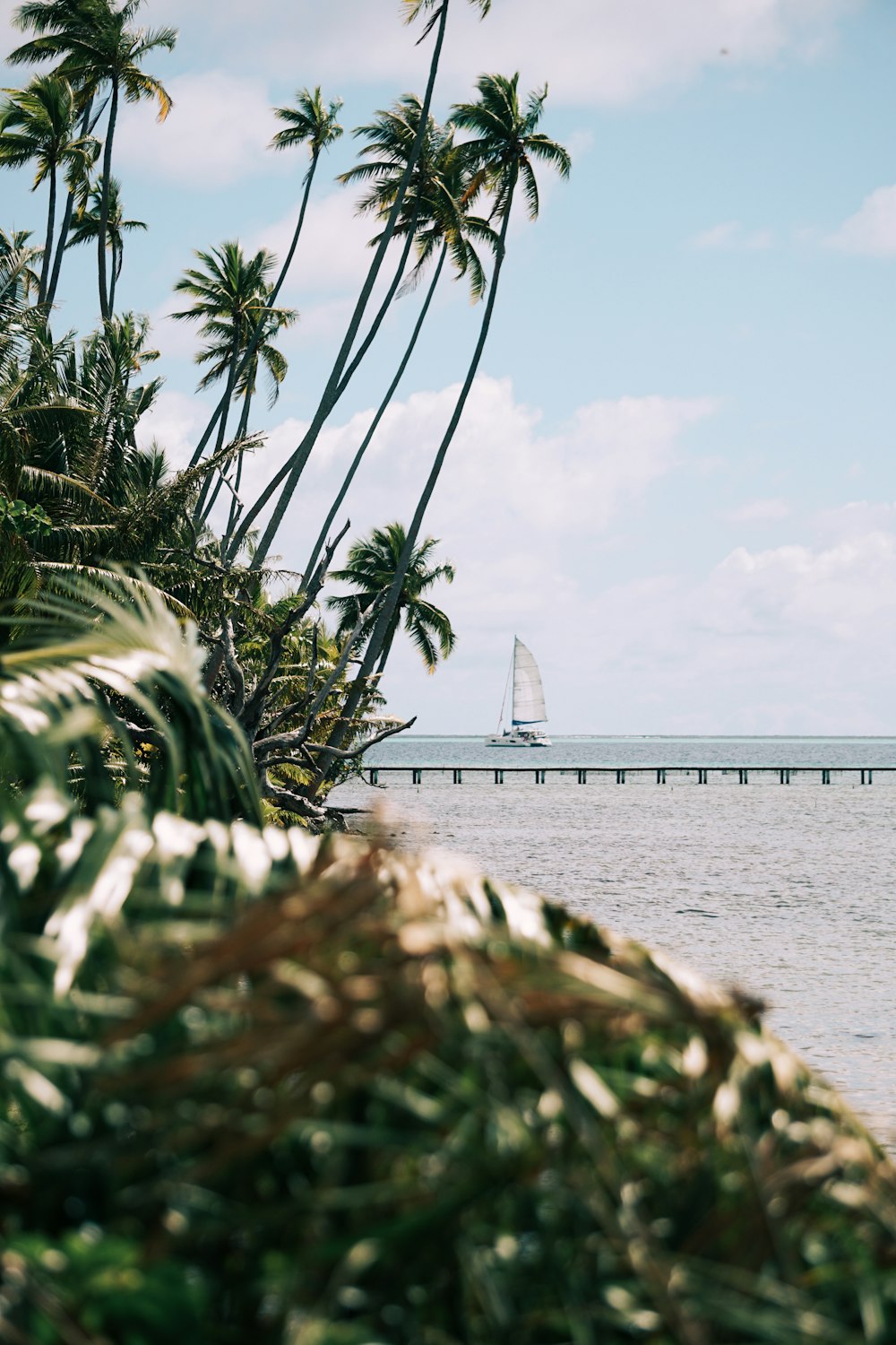 palm trees facing pier and sailboat in ocean under white sky