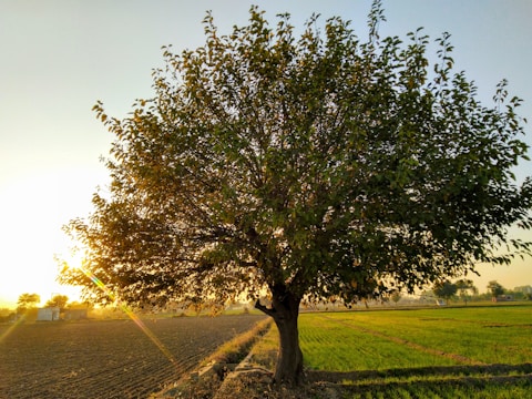 the farmers of Punjab and Haryana