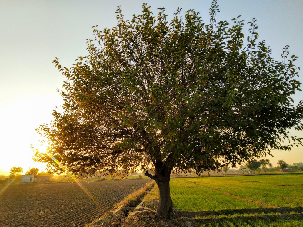 green tree in crop field