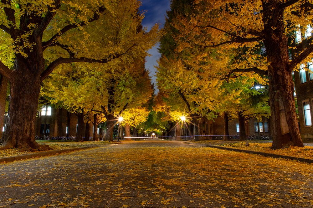 green and yellow tree photography