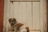 A small terrier eagerly waiting by the door for a walk.