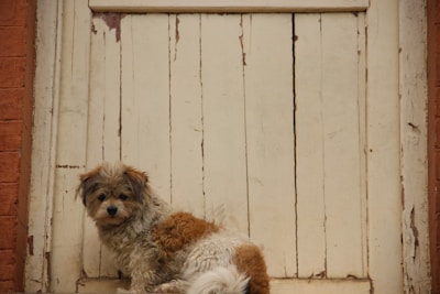 A small terrier eagerly waiting by the door for a walk.