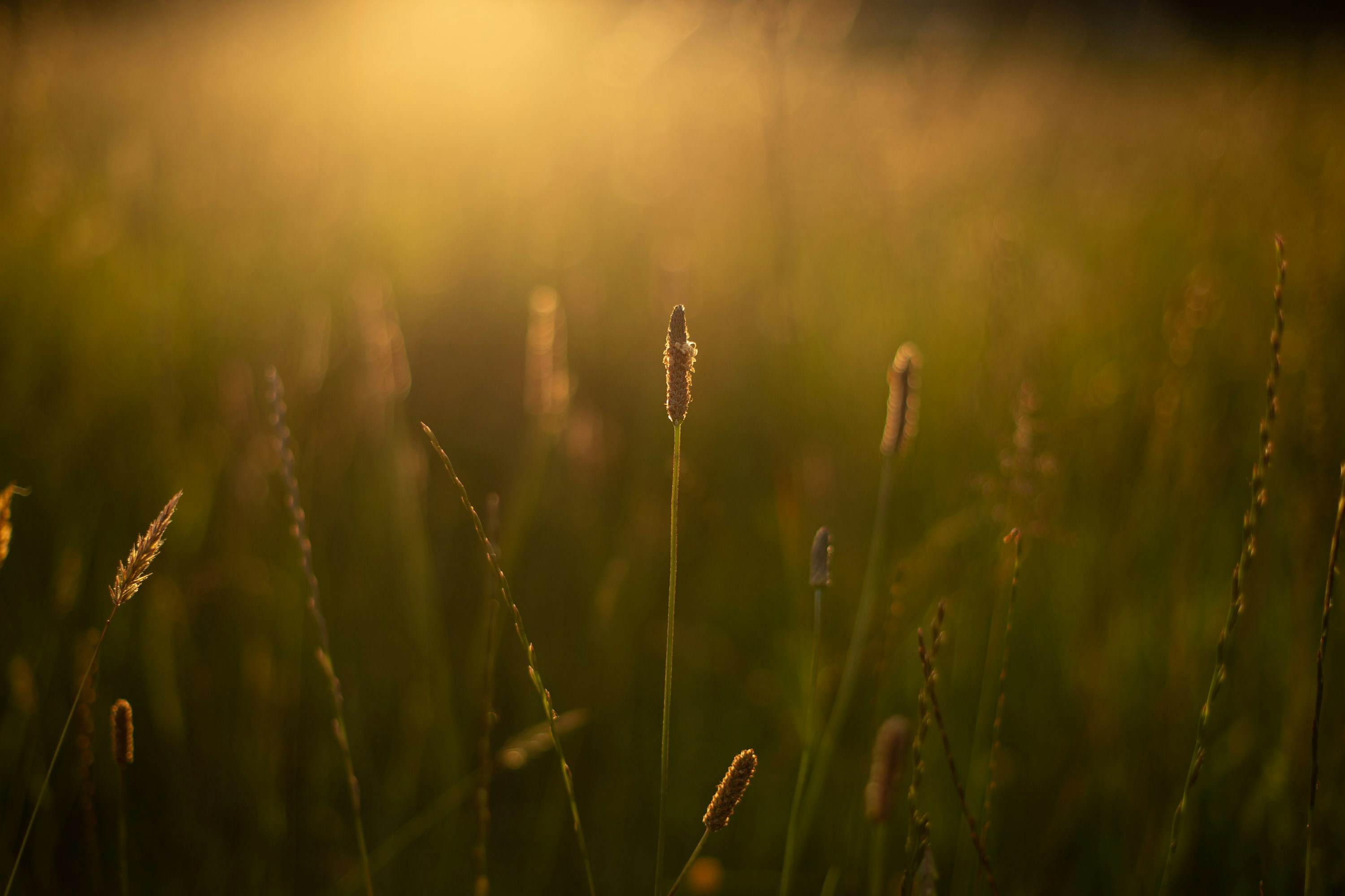 Photo by davecampbe11