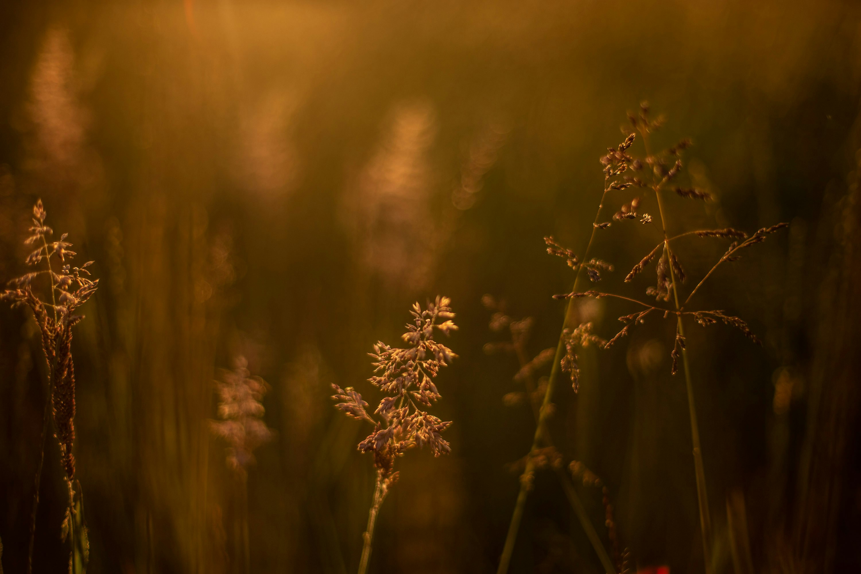 Photo by davecampbe11