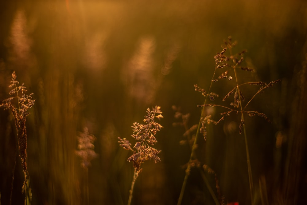 bokeh shot of brown plants