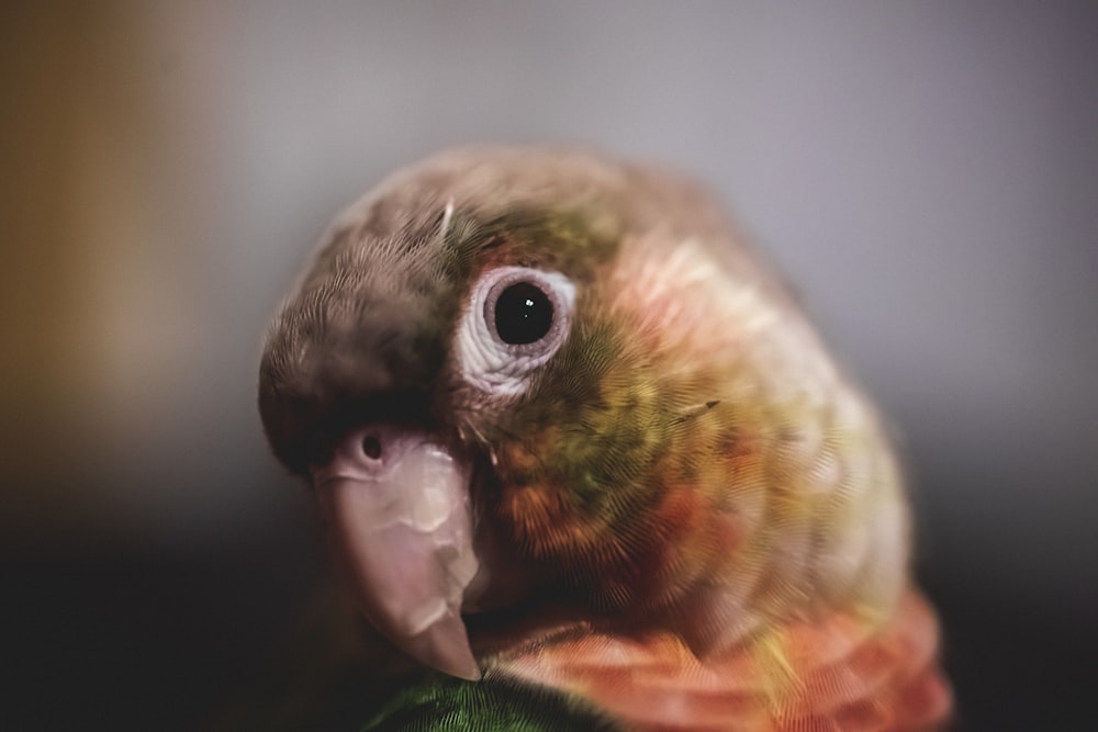 closeup photography of red and brown bird