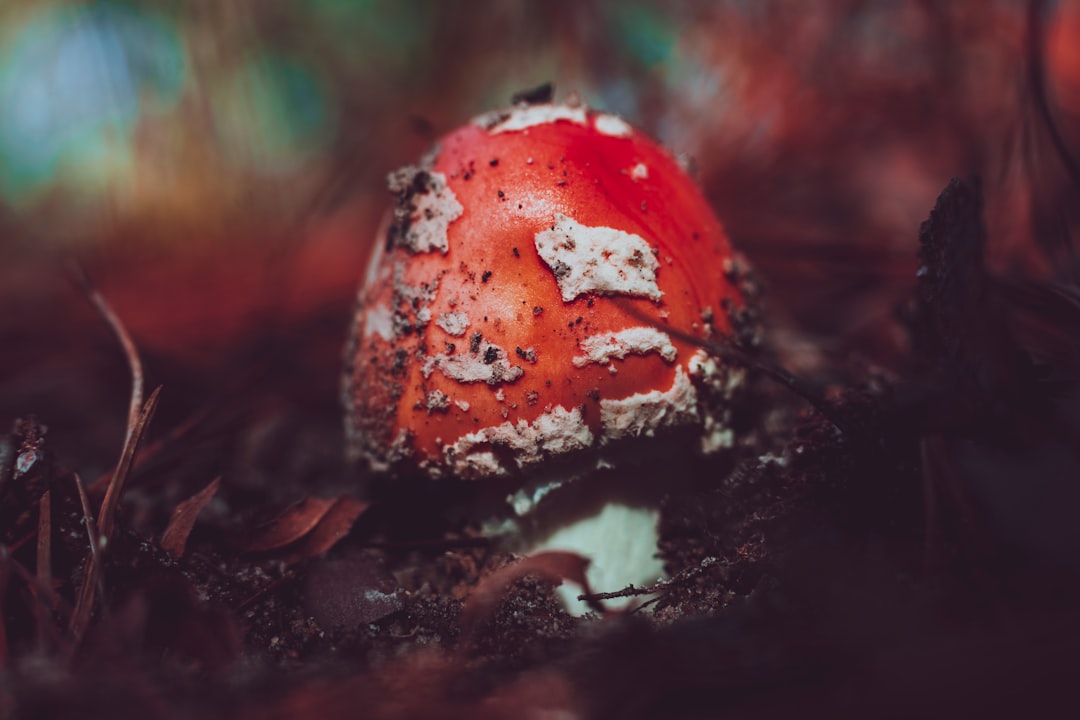 selective focus photography of red fungus