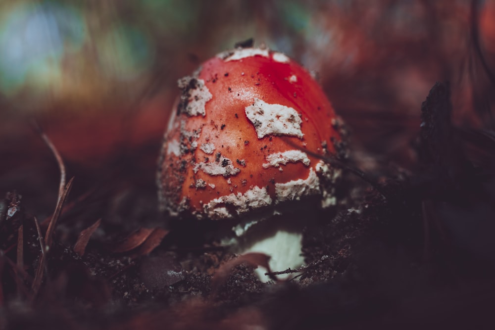 selective focus photography of red fungus