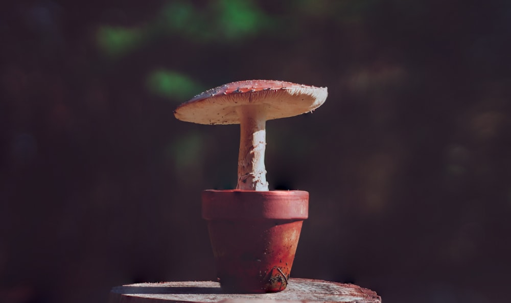 fotografia de foco seletivo de cogumelos