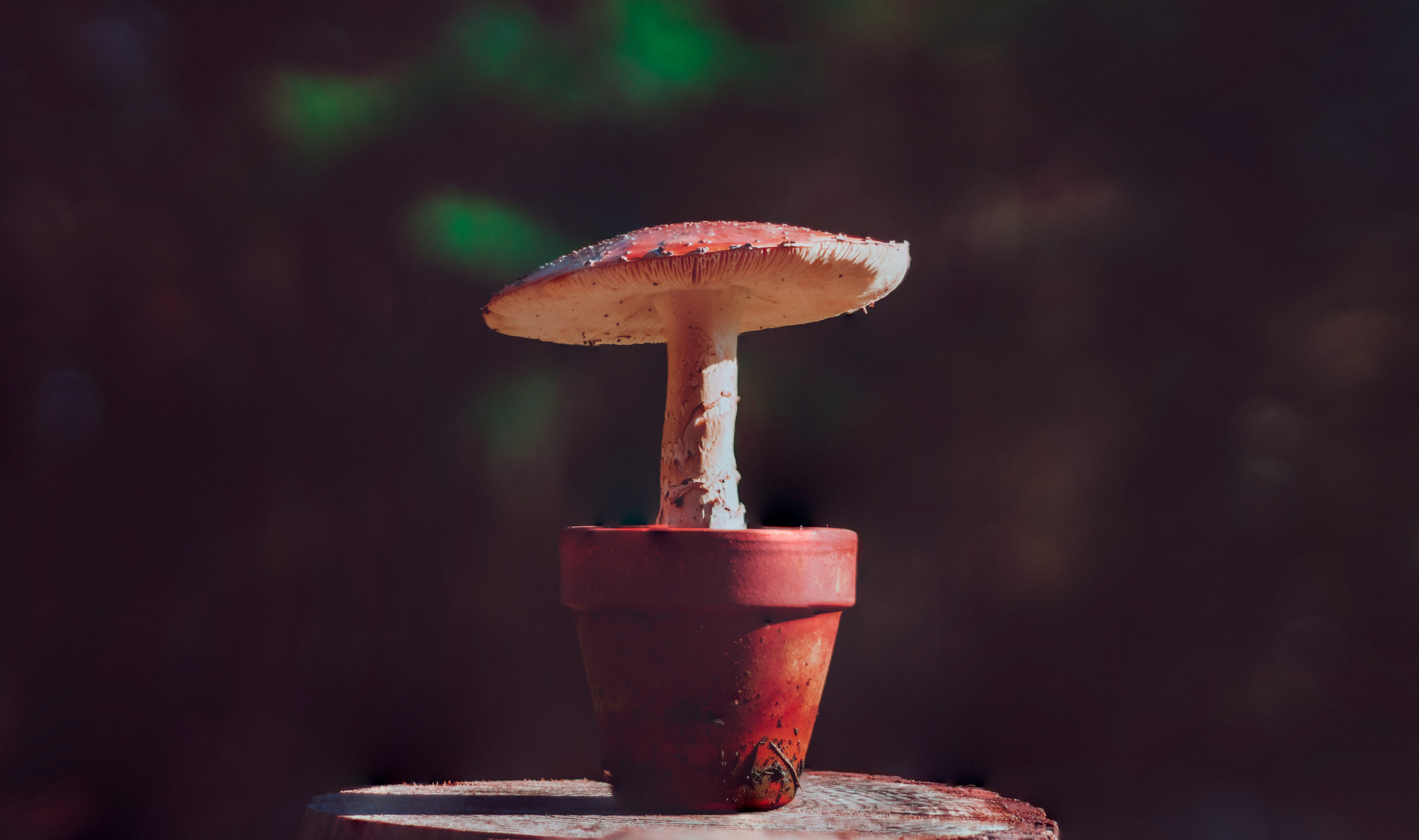 selective focus photography of mushroom