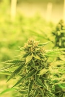 A close-up view of a cannabis plant showing dense clusters of buds surrounded by serrated leaves. The plant is vibrant green with hints of yellow, indicating healthy growth.