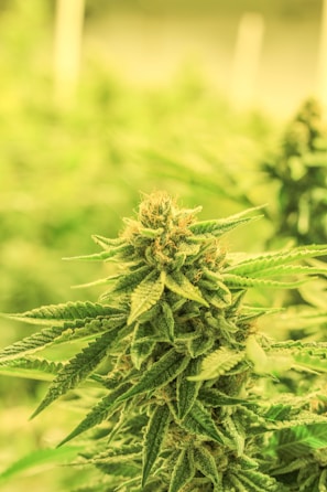 A close-up view of a cannabis plant showing dense clusters of buds surrounded by serrated leaves. The plant is vibrant green with hints of yellow, indicating healthy growth.
