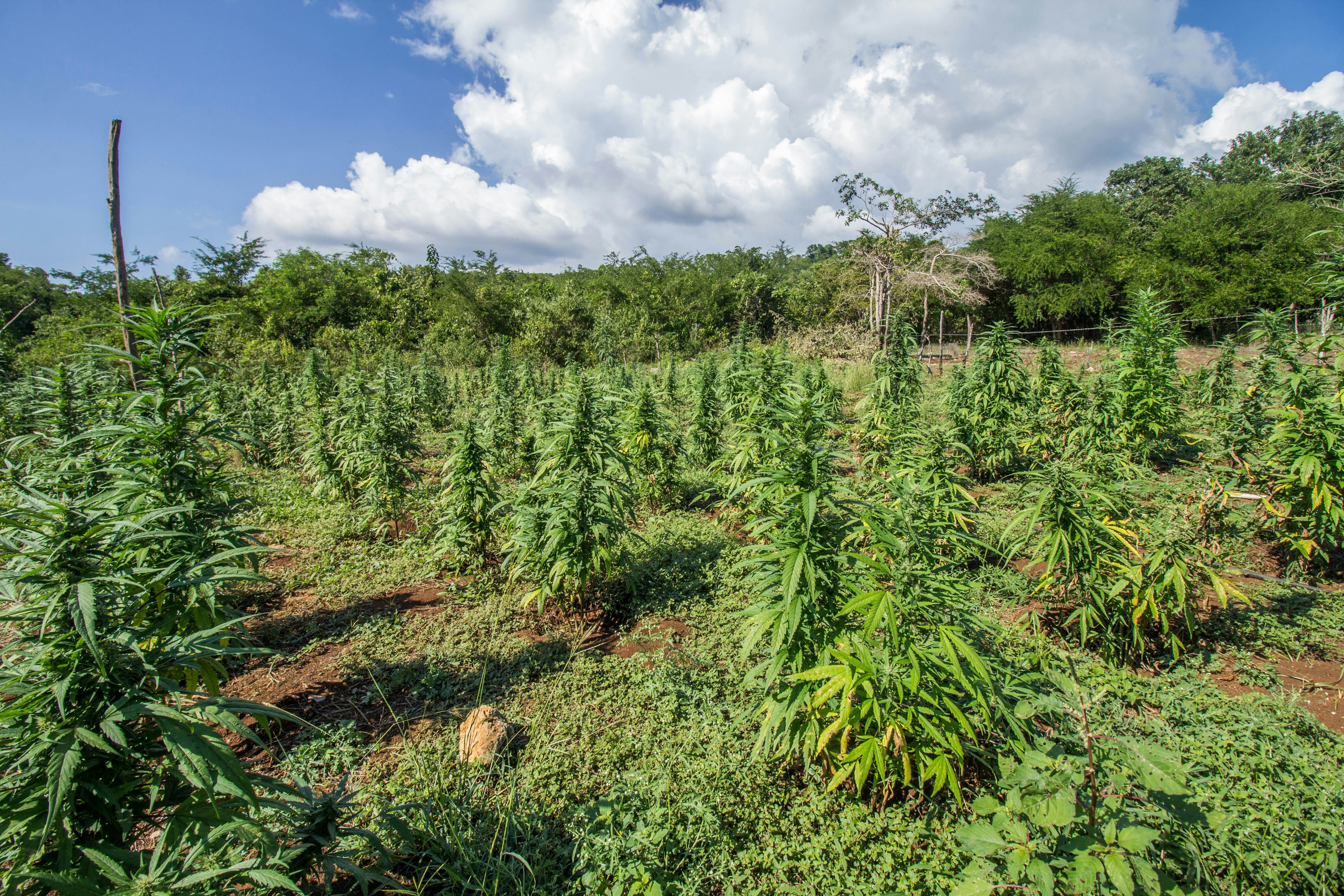 Premium cannabis plantation