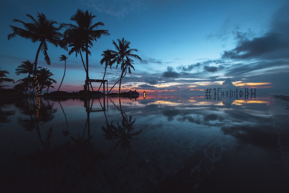 silhouette of palm trees beside beach