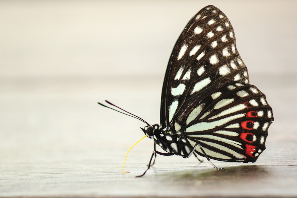 Mariposa Papilio blanco y negro