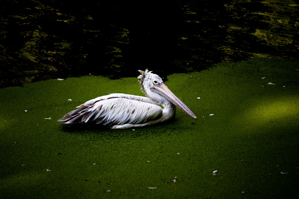 white long-beak bird on body of water