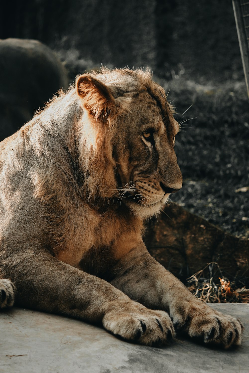 brown lion lying on gray rock