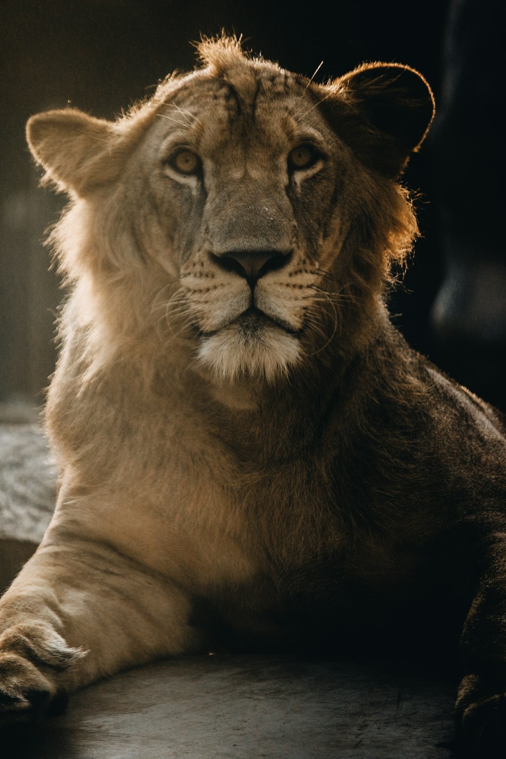 Animal león