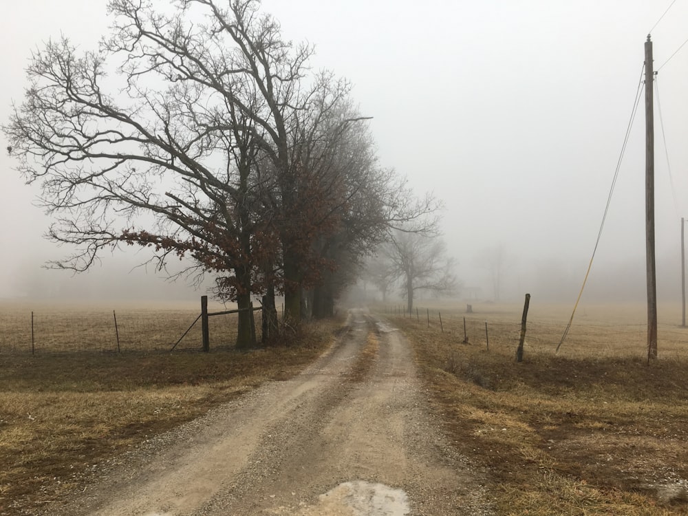 pathway between bare trees and utility poles