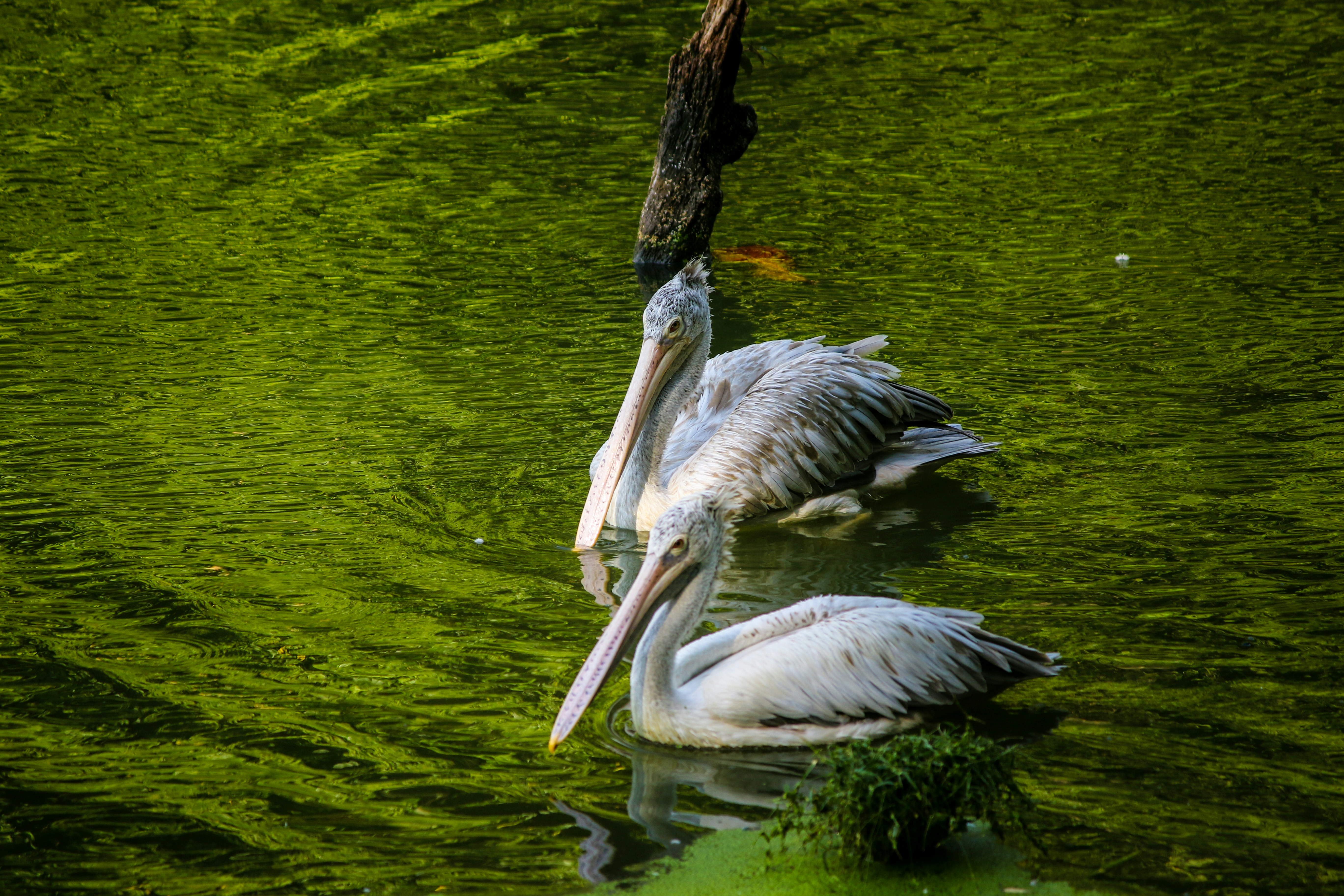 Photo by rollelflex_graphy726