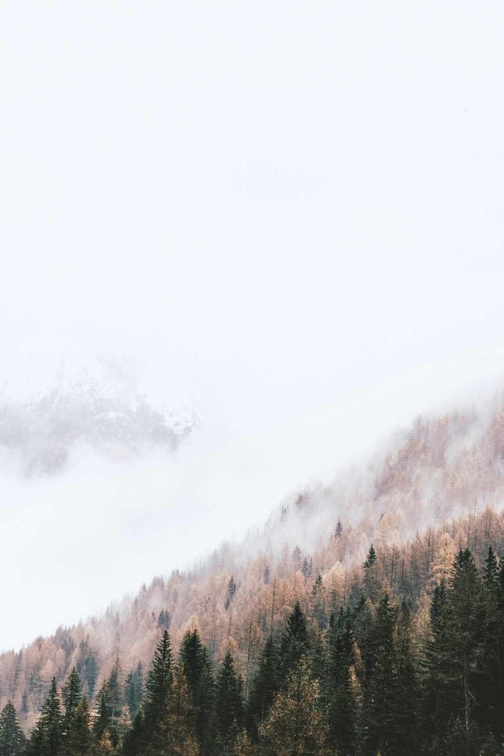 high-angle photography of pine trees