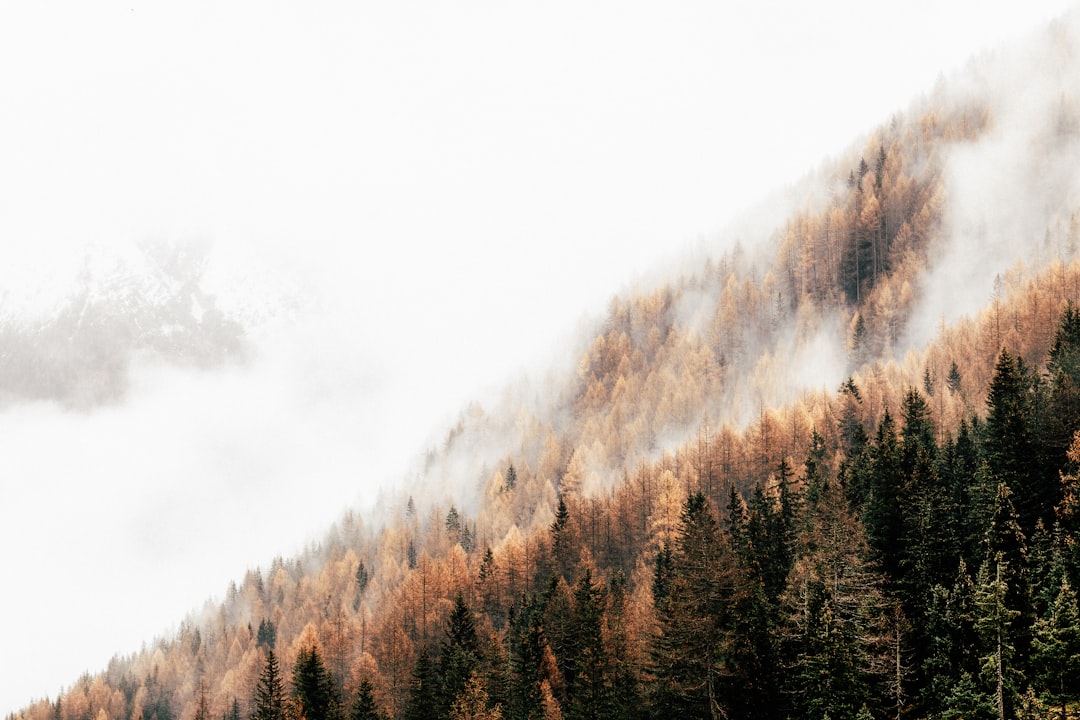 pine trees with fog