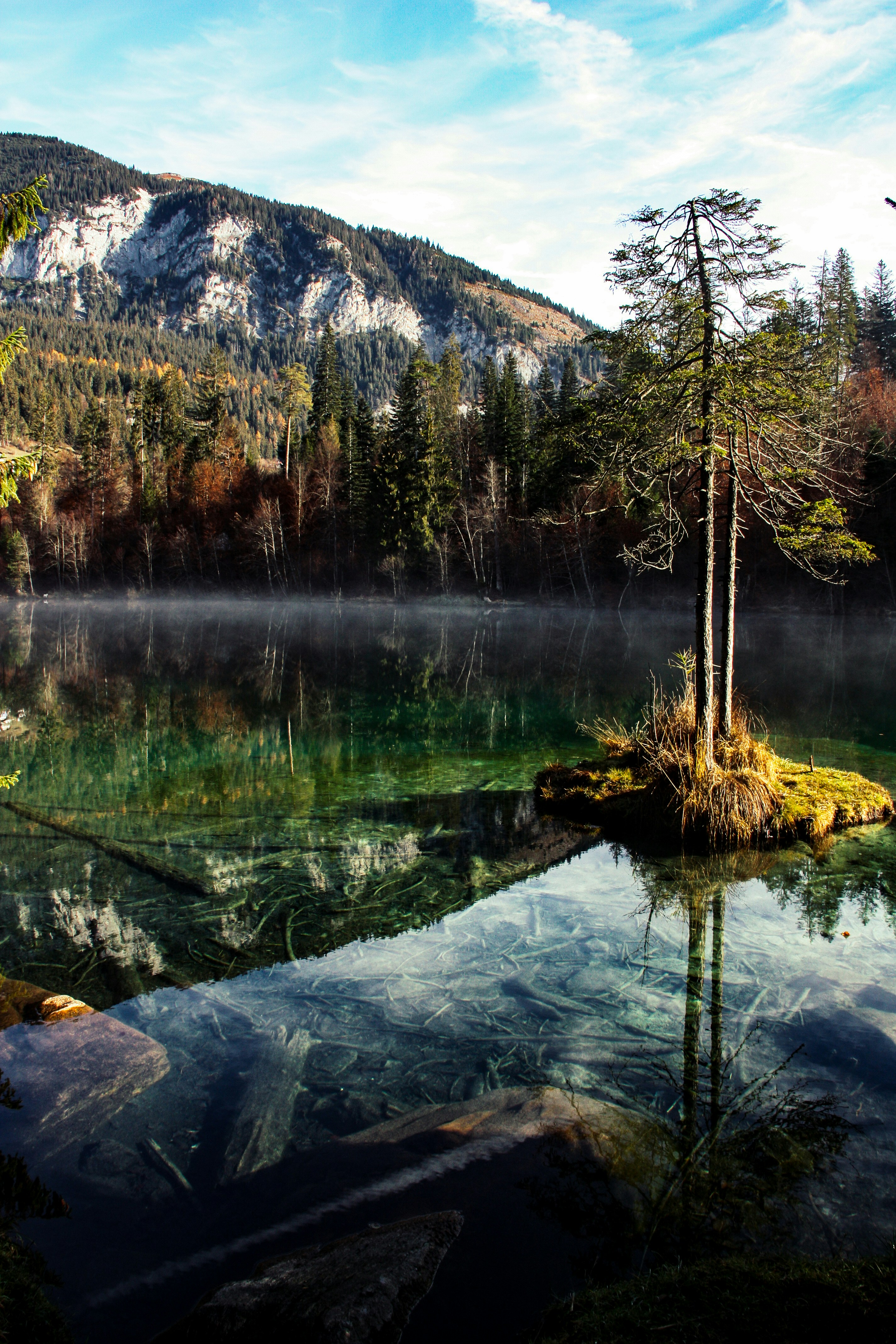 tree on body of water under white sky