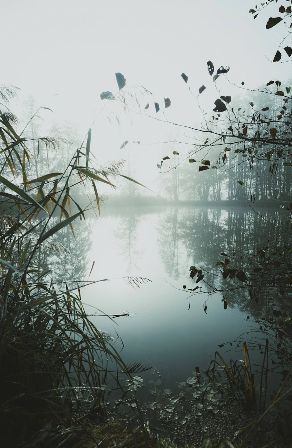 Blauer See umgeben von Bäumen