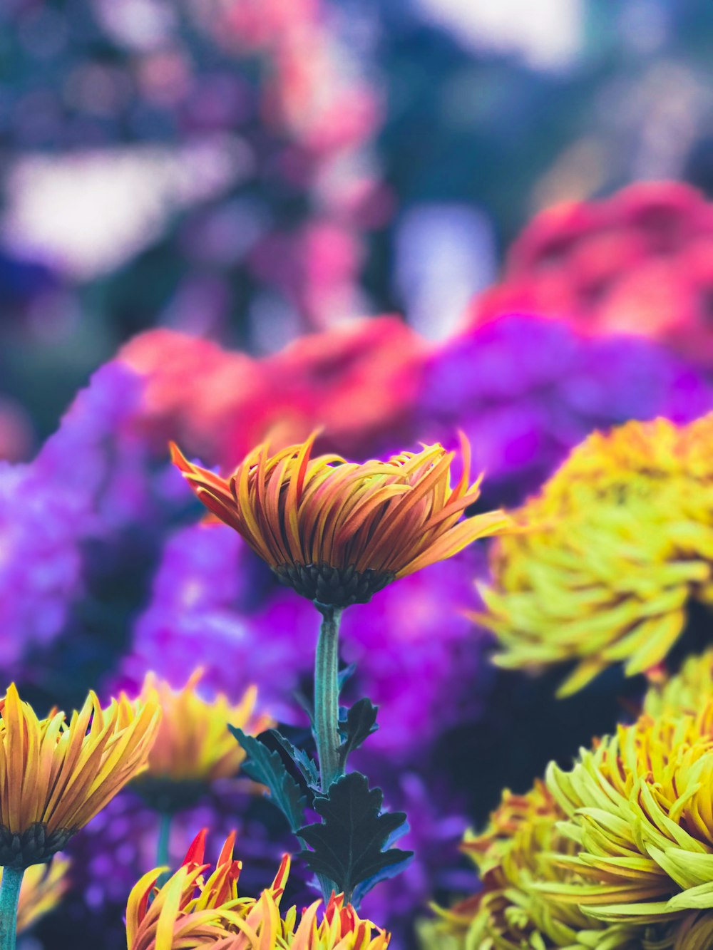 緑とピンクの花びらの花