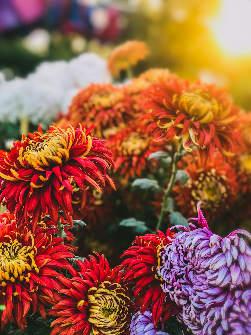 주황색과 빨간색 꽃잎 꽃 근접 촬영