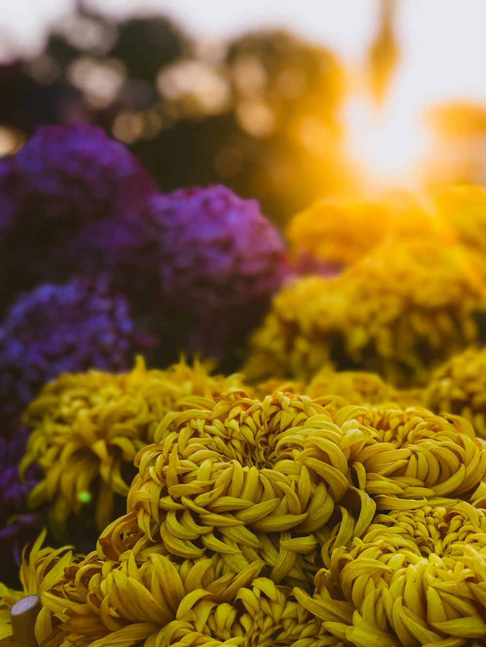 close-up photo of yellow flower