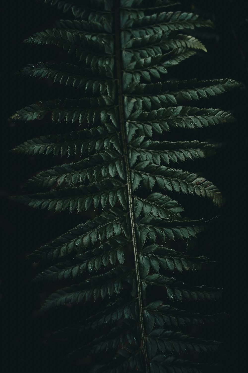 green fern leaf