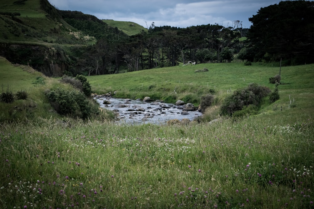 river with trees background